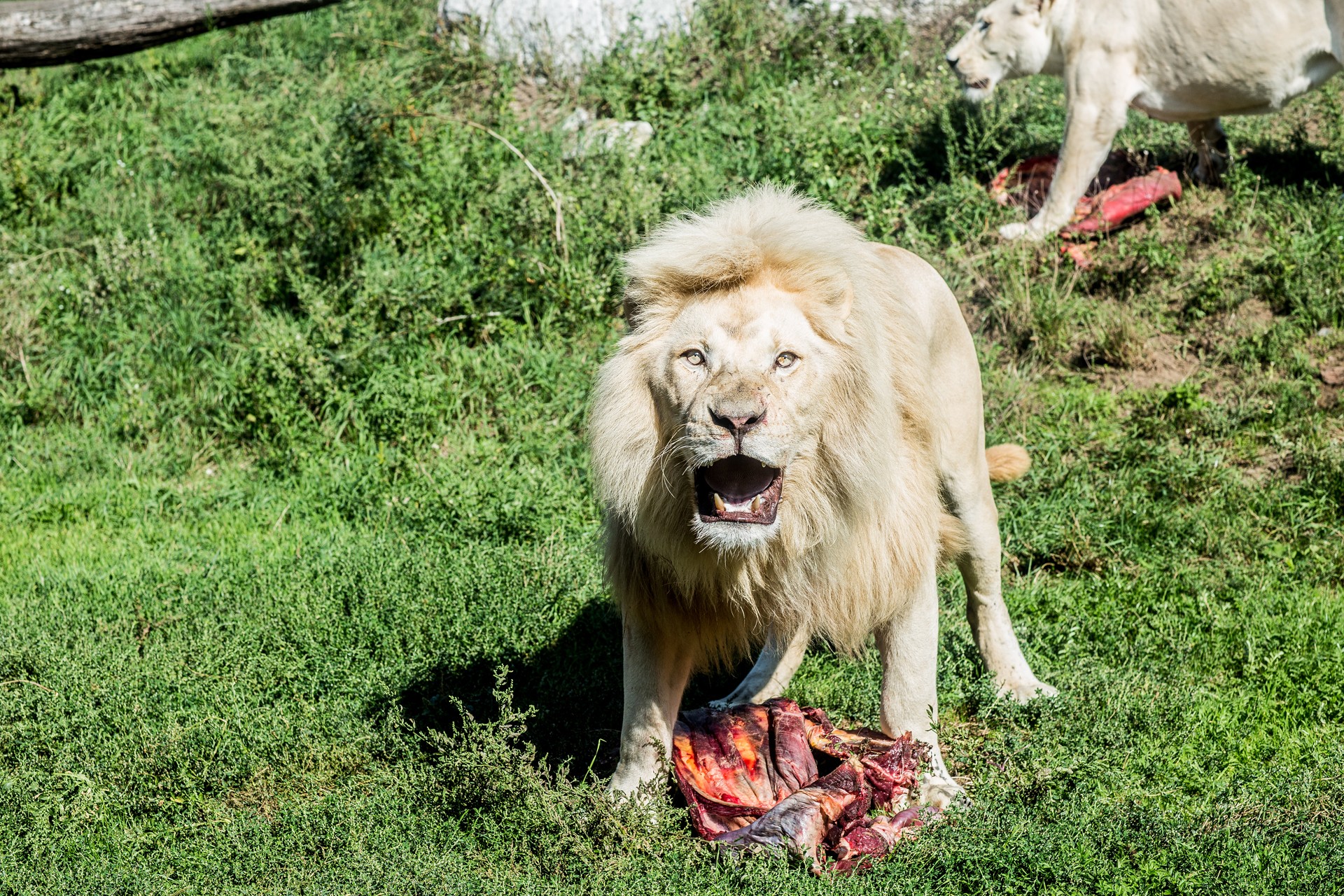 Zoo Hodonín